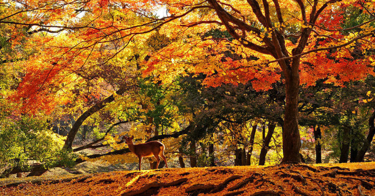 奈良公園（紅葉）